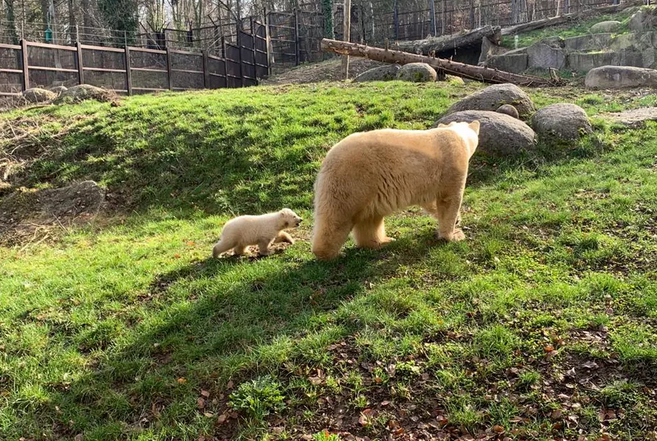 Parc Zoologique de Mulhouse : une première sortie pour l’oursonne polaire Kara (photos)