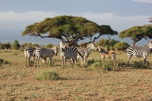 S’évader au cœur de la savane lors d’un séjour familial au Kenya